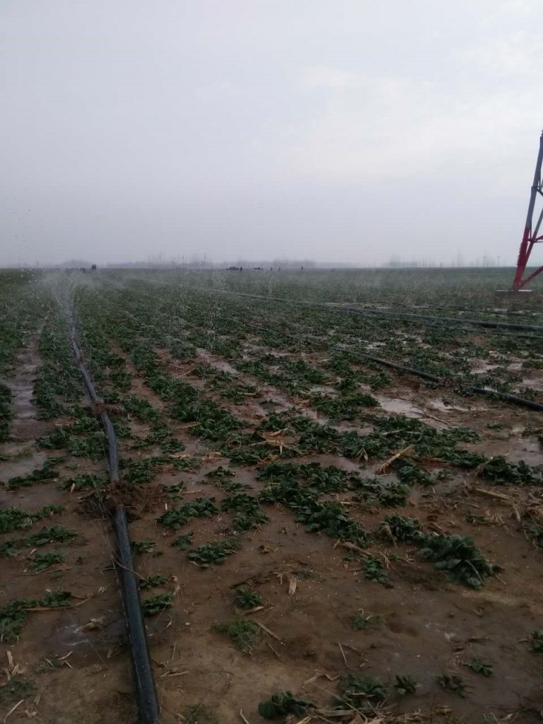 園林噴灌、滴灌、微噴